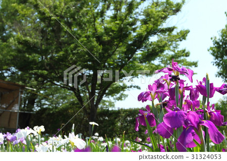 鳶尾花園 鳶尾花園 31324053