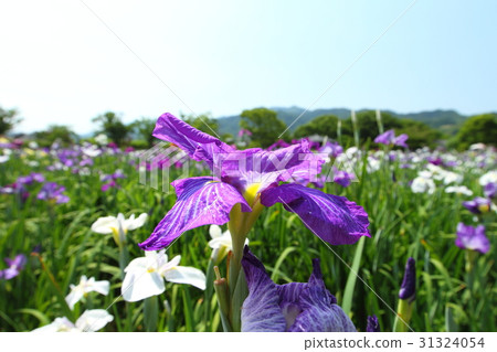 鳶尾花園 鳶尾花園 31324054