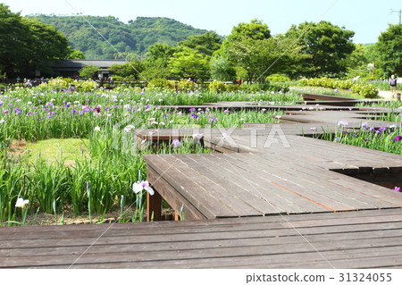 鳶尾花園 鳶尾花園 31324055