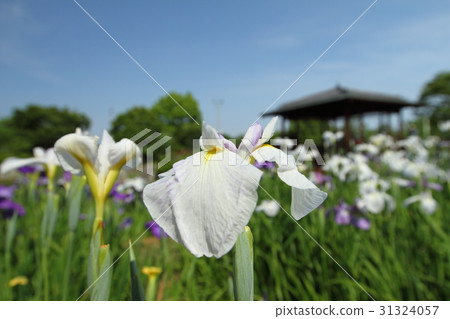 Iris garden Iris garden 31324057