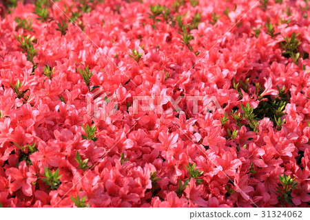 Red azalea flower 31324062