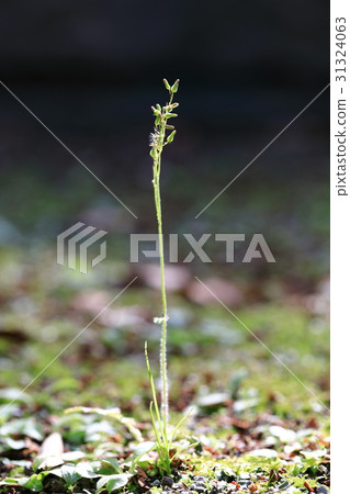 Growing grass 31324063