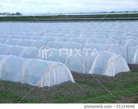 Fields surrounded by vinyl Fields surrounded by vinyl 31324090