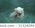Polar bears Polar bears 31324094