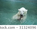 Polar bears Polar bears 31324096