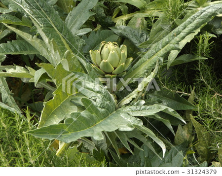 Green buds of antichoke Green buds of antichoke 31324379