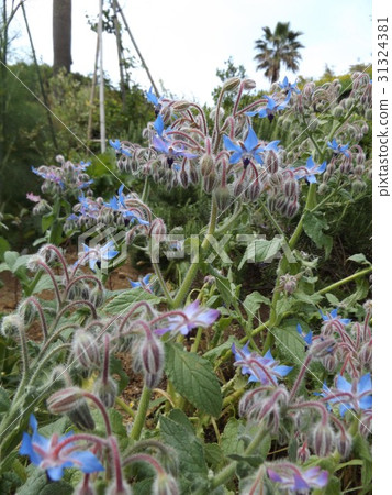 Blue flowers in star shape are flowers of Borage Blue flowers in star shape are flowers of Borage 31324381