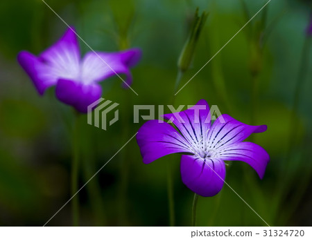 Agrostenma Mugina de Cisco 31324720