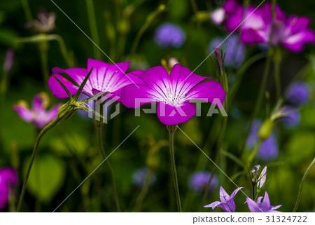 Agrostenma Mugina de Cisco 31324722