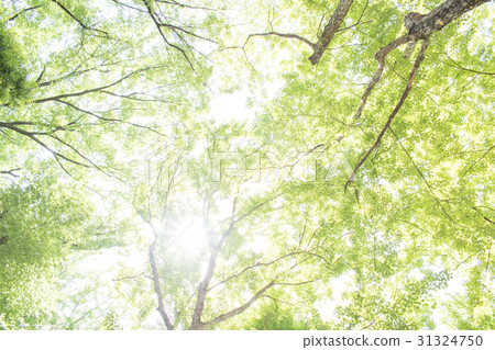 Wakaba fresh green forest bath leaf refreshing green ecology 31324750