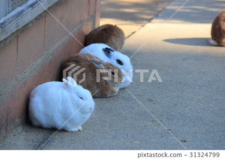 一隻兔子小睡 31324799