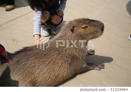 Talking with Capybara 31324964