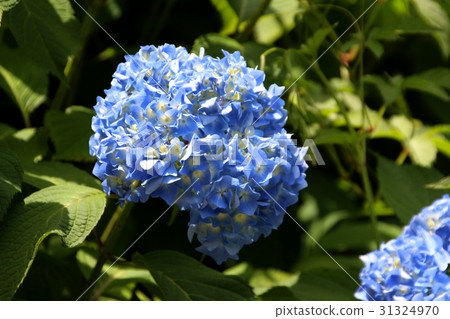 Hydrangea in full bloom 31324970