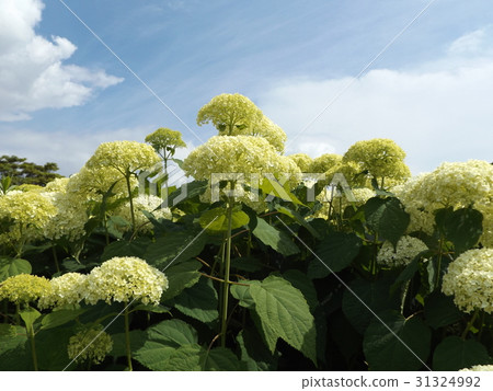 八仙花屬Annabelle八仙花屬的白花和藍天 31324992