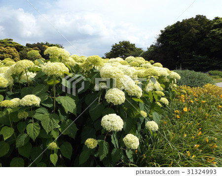 Hydrangea Annabelle Hydrangea's white flower and blue sky 31324993