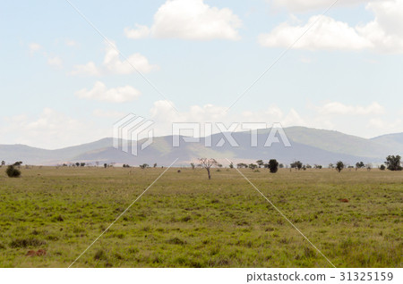 View of the Tsavo East savannah in Kenya View of the Tsavo East savannah in Kenya 31325159