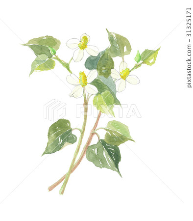 Dogwa Ten Drugs Dogwa Ten Drugs 31325171