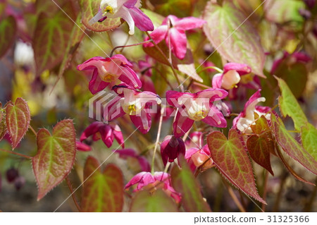 Cuddly and unique flower shape Safflower Ikarisisu Cuddly and unique flower shape Safflower Ikarisisu 31325366