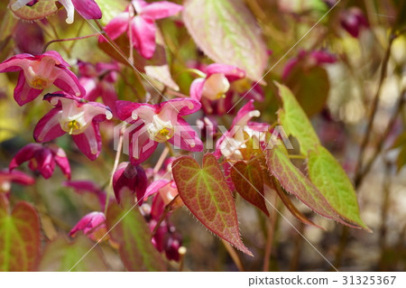 可愛而獨特的花形紅花Ikarisisu 可愛而獨特的花形紅花Ikarisisu 31325367