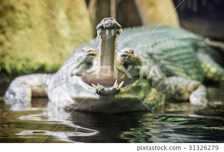 Gharial - Gavialis gangeticus with horrible jaw Gharial - Gavialis gangeticus with horrible jaw 31326279