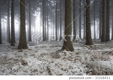 winter forest winter forest 31326411