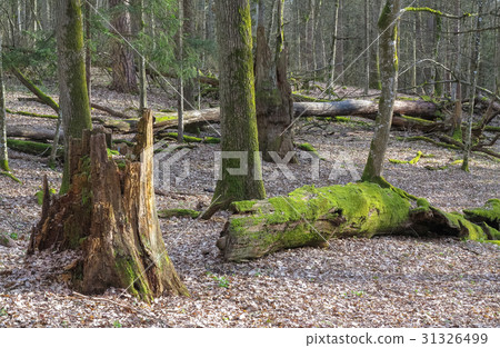 Springtime old deciduous stand 31326499