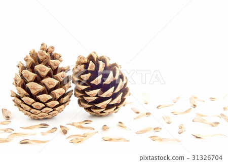 Cone with spores Cone with spores 31326704