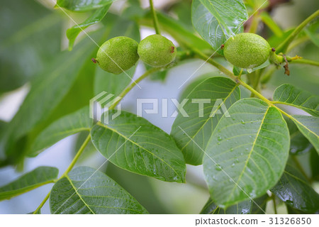 Unripe walnut and walnut tree (Juglans regia) 31326850