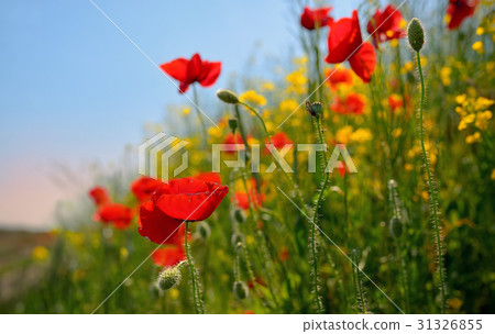 colorful flowers on field 31326855