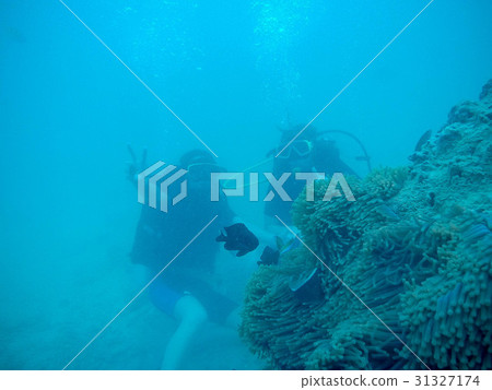 Women scuba divers exploring underwater life in Women scuba divers exploring underwater life in 31327174