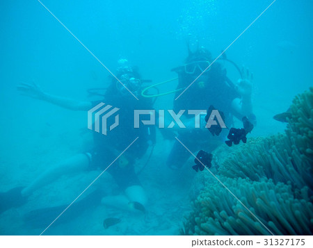 Women scuba divers exploring underwater life in Women scuba divers exploring underwater life in 31327175