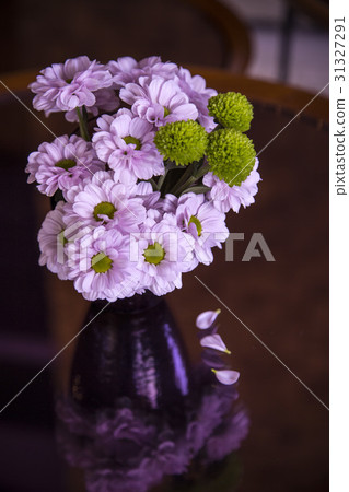 Pink chrysanthemums flower Pink chrysanthemums flower 31327291