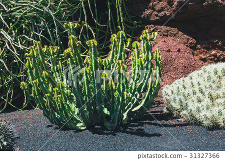 Beautiful cactus in the garden, close up 31327366