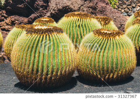 Echinocactus grusonii cactus, Lanzarote 31327367