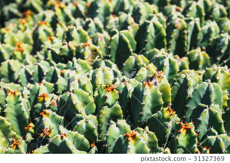 Beautiful cactus in the garden, close up Beautiful cactus in the garden, close up 31327369