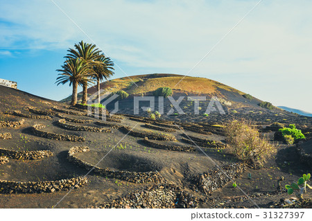 Volcanic landscape of Lanzarote, Canary, Spain 31327397