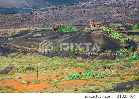 Volcanic landscape of Lanzarote, Spain 31327464
