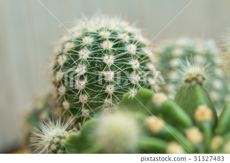 cactus , desert plant cactus , desert plant 31327483