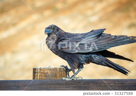 Common Raven sitting on a wooden beam, close up Common Raven sitting on a wooden beam, close up 31327589