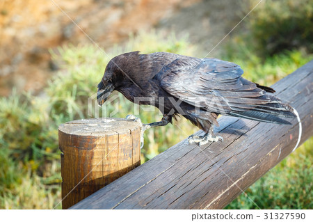 Common Raven sitting on a wooden beam, close up 31327590