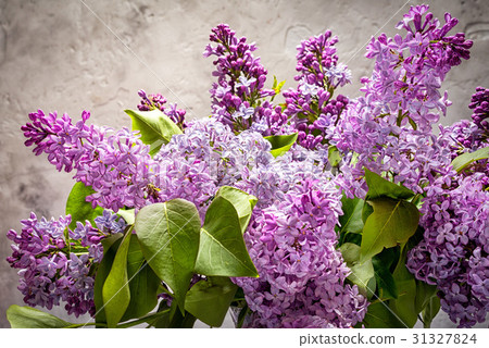 lilac flowers against neutral cement background lilac flowers against neutral cement background 31327824