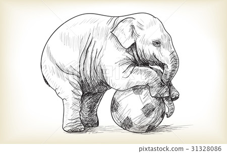 baby elephant playing football baby elephant playing football 31328086