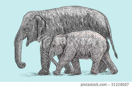 Elephant Mother And Baby Walking Beside Stock Illustration