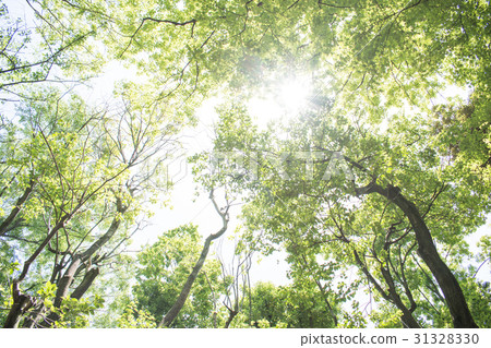 Wakaba fresh green forest bath leaf refreshing green 31328330