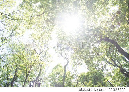 Wakaba fresh green forest bath leaf refreshing green 31328331