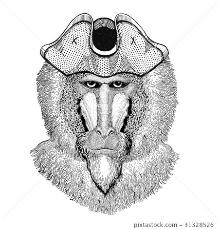 Monkey, baboon, dog-ape, ape wearing pirate hat Monkey, baboon, dog-ape, ape wearing pirate hat 31328526
