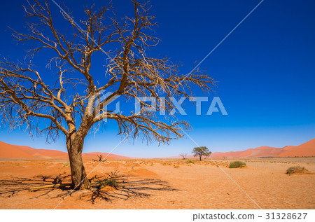 Dead Camelthorn Trees in Sossusvlei, Namib-Naukluf Dead Camelthorn Trees in Sossusvlei, Namib-Naukluf 31328627