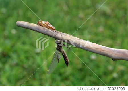 Young dragonfly just hatched from the larva Young dragonfly just hatched from the larva 31328903