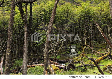 Wild river in an overgrown forest, Tierra Del Wild river in an overgrown forest, Tierra Del 31328952