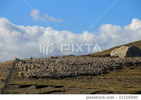 Herd of sheep near Porvenir, Patagonia, Chile 31328980